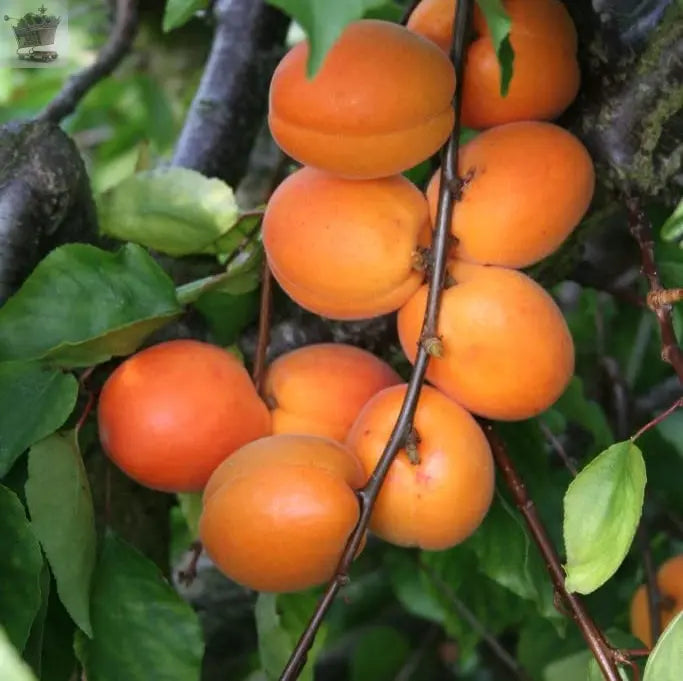 Dwarf Apricot Flavourcot Tree 4-litre potted plant Royalcart