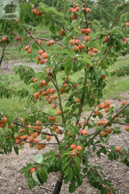 Dwarf Apricot Flavourcot Tree 4-litre potted plant Royalcart