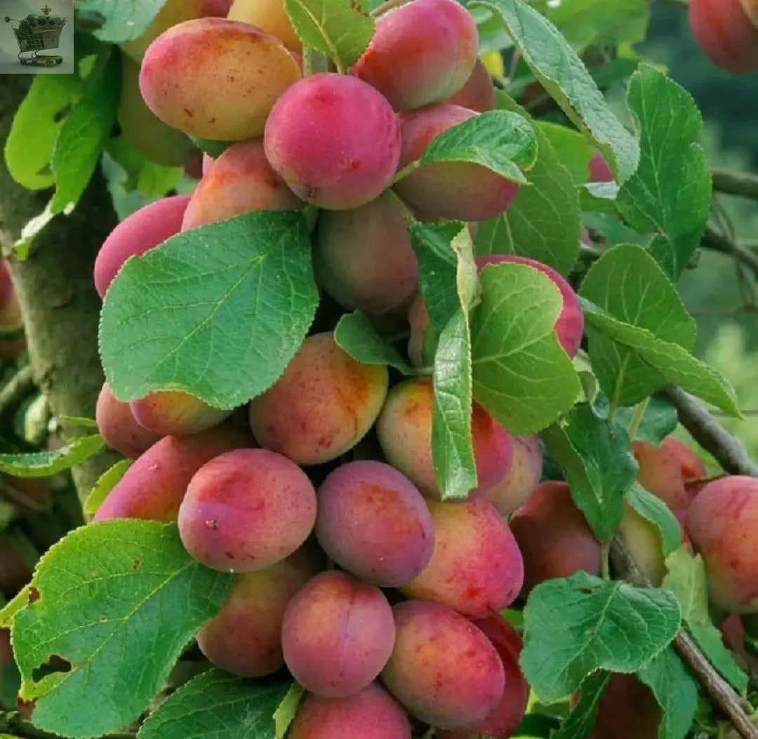 Plug Tree Fruit Dwarf Patio Miniature Victoria Plum Fruit Tree 3-4ft Supplied in a 5 ...