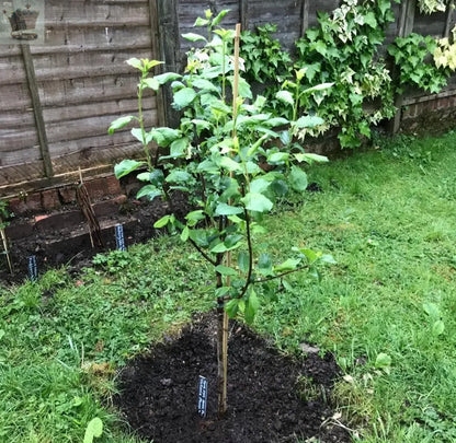 Dwarf Patio Miniature Victoria Plum Fruit Tree 3-4ft Supplied in a 5 Litre Pot Royalcart