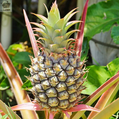 Edible Indoor Pineapple House Plant in a 14cm Pot Already in Fruit 50cm Tall Royalcart