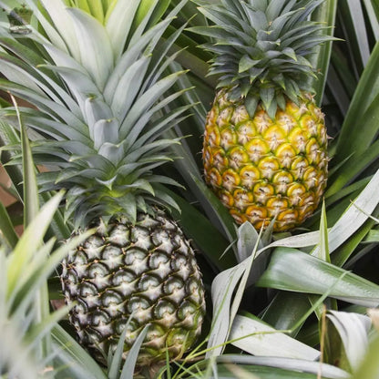 Edible Indoor Pineapple House Plant in a 14cm Pot Already in Fruit 50cm Tall Royalcart