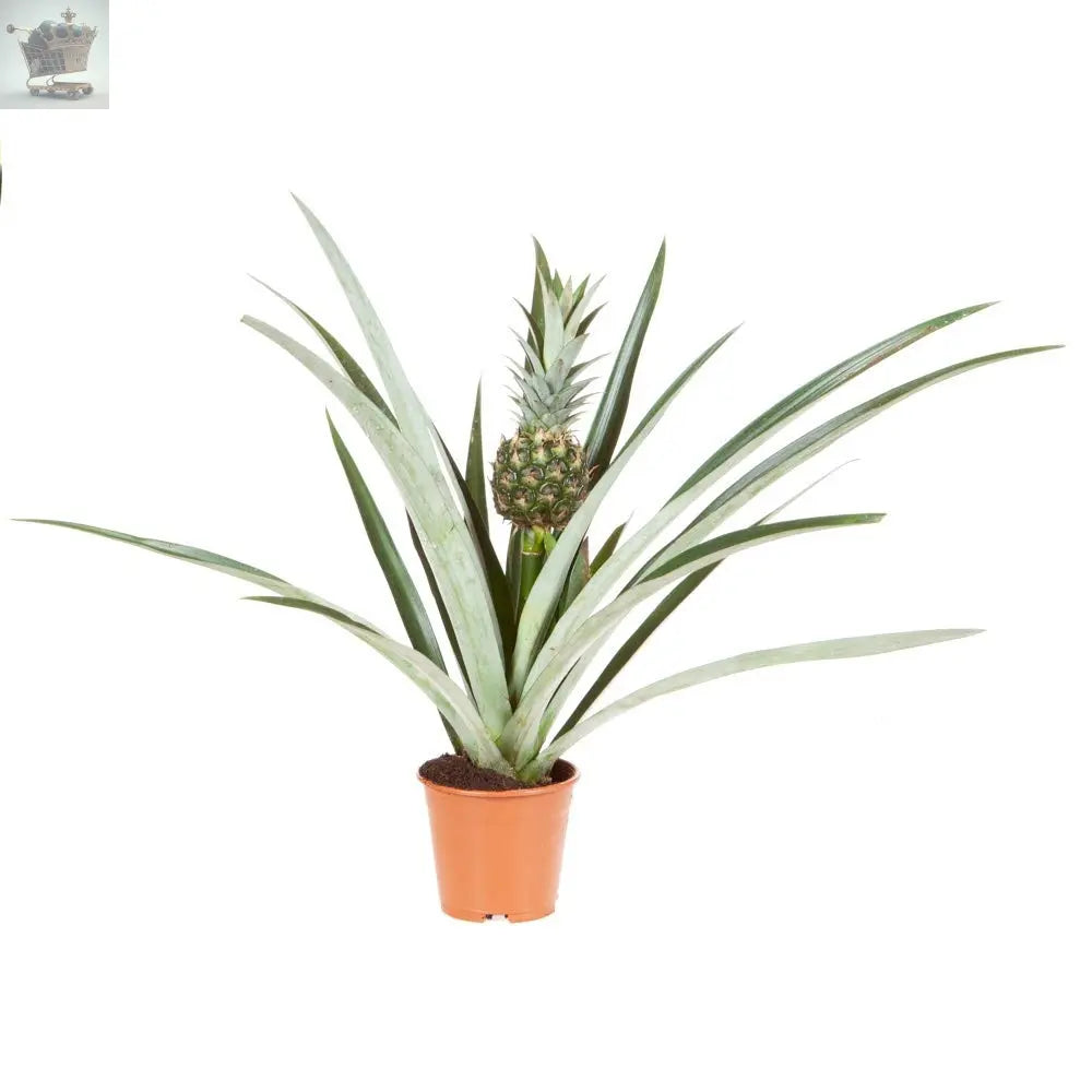 are indoor pineapple plants edible Edible Indoor Pineapple House Plant in a 14cm Pot Already in Fruit – Royalcart