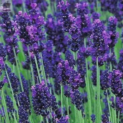 English lavender Munstead 2 plants in 9cm pots propagated from cuttings Royalcart