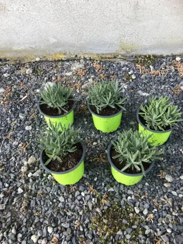 English lavender Munstead 2 plants in 9cm pots propagated from cuttings Royalcart