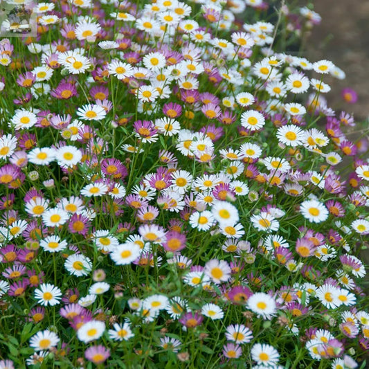 Erigeron karvinskianus 'Profusion' Mexican Fleabane, 3 x 9cm Plants Royalcart