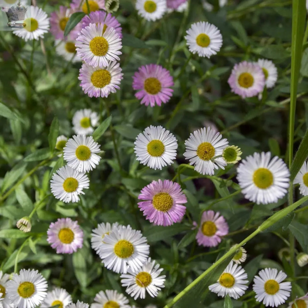 Erigeron karvinskianus 'Profusion' Mexican Fleabane, 3 x 9cm Plants Royalcart