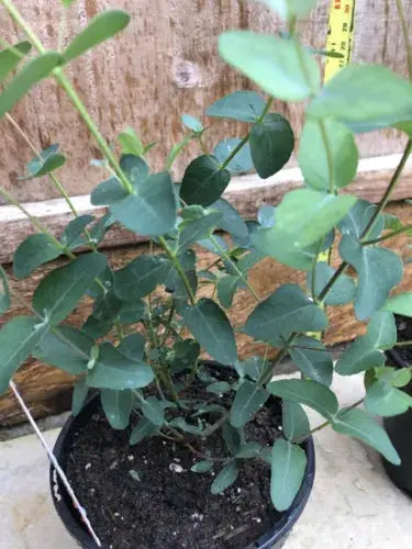 Eucalyptus Gunnii - Cider gum tree 1Ltr Pot 30-45cm Royalcart