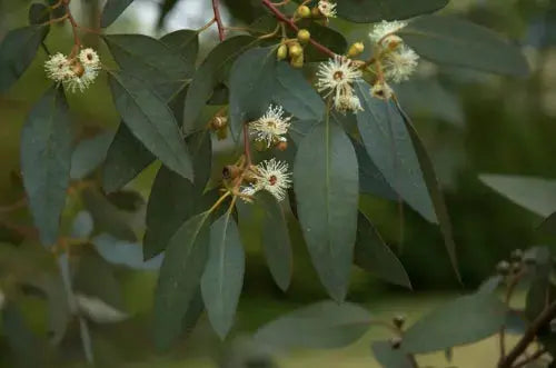 Eucalyptus Gunnii - Cider gum tree 1Ltr Pot 30-45cm Royalcart