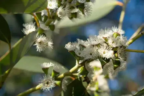 Eucalyptus Gunnii - Cider gum tree 1Ltr Pot 30-45cm Royalcart