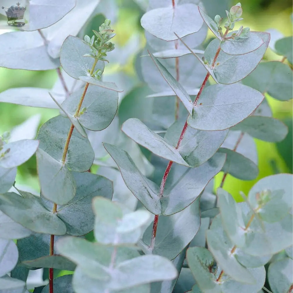 Eucalyptus Gunnii 'Baby Blue' in a 13cm Pot Royalcart