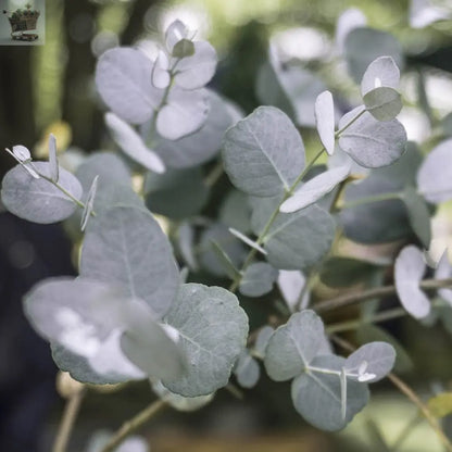 Eucalyptus Gunnii 'Baby Blue' in a 13cm Pot Royalcart