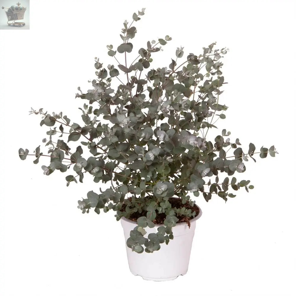 Eucalyptus Gunnii 'Baby Blue' in a 13cm Pot Royalcart