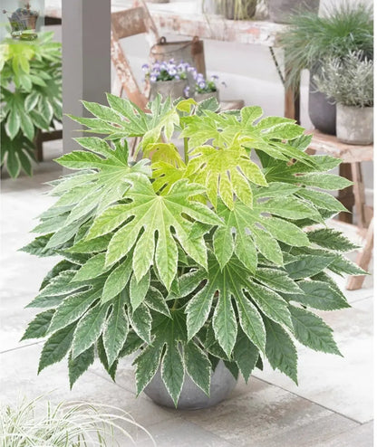 Fatsia Hardy Shrub Evergreen Garden Plant 'Spiders Web' 9cm Pot - Royalcart