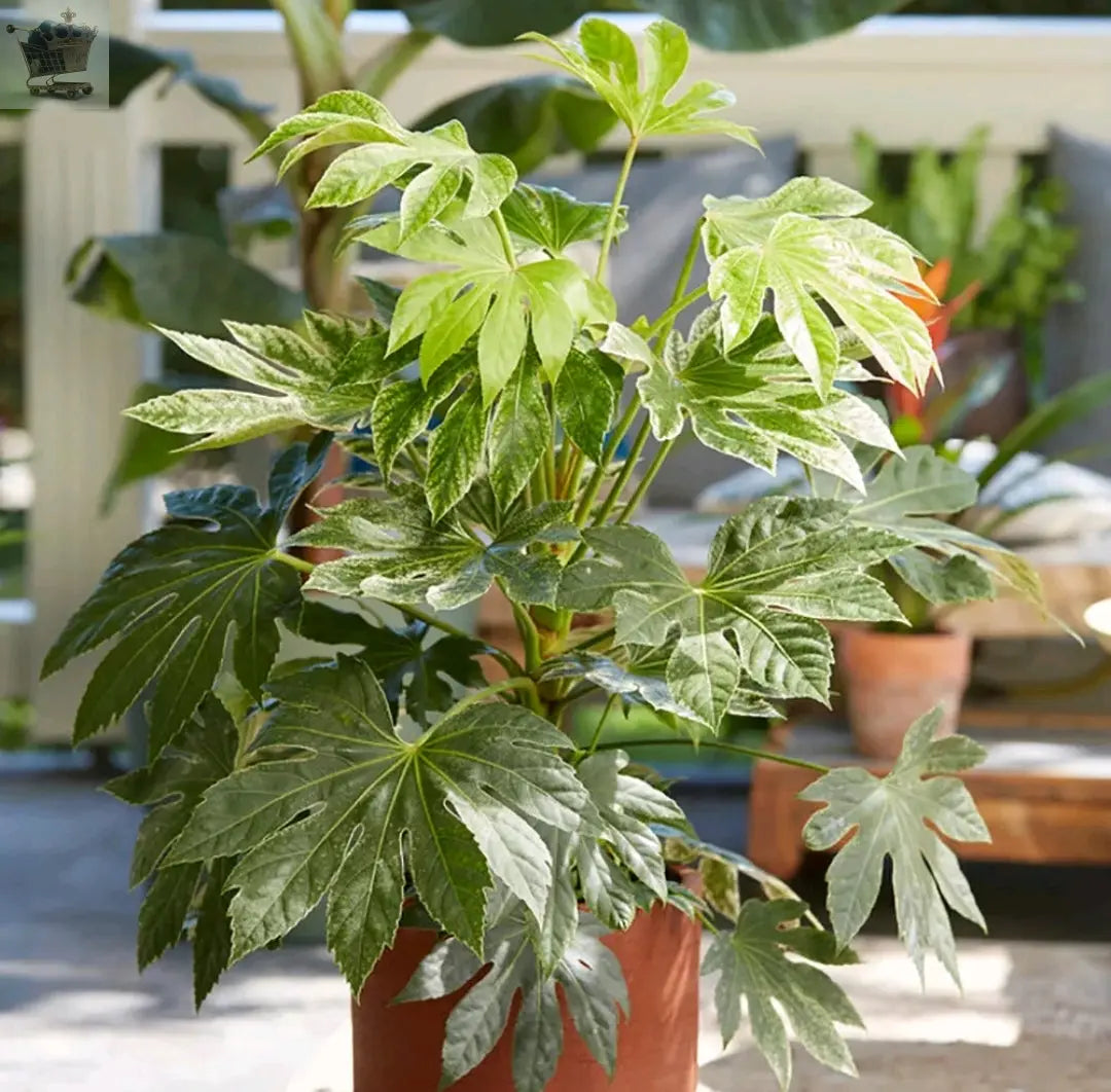 Fatsia Hardy Shrub Evergreen Garden Plant 'Spiders Web' 9cm Pot - Royalcart