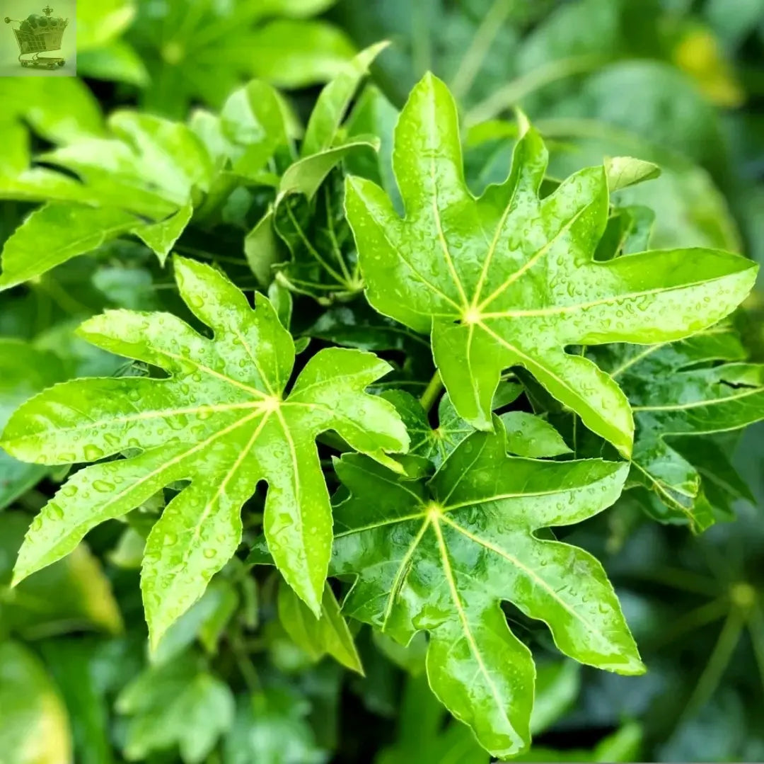 Fatsia Hardy Shrub Evergreen Garden Plant 'Spiders Web' 9cm Pot - Royalcart