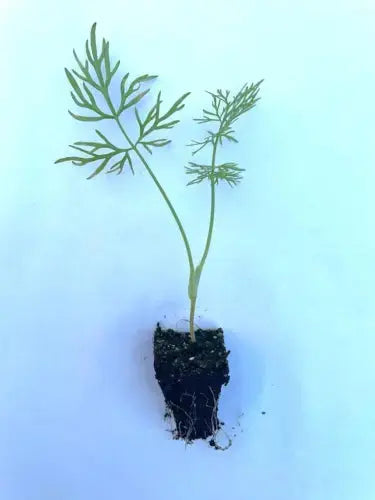 Fennel Plug Plants "Grow Your Own" Royalcart