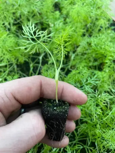 Fennel Plug Plants "Grow Your Own" Royalcart