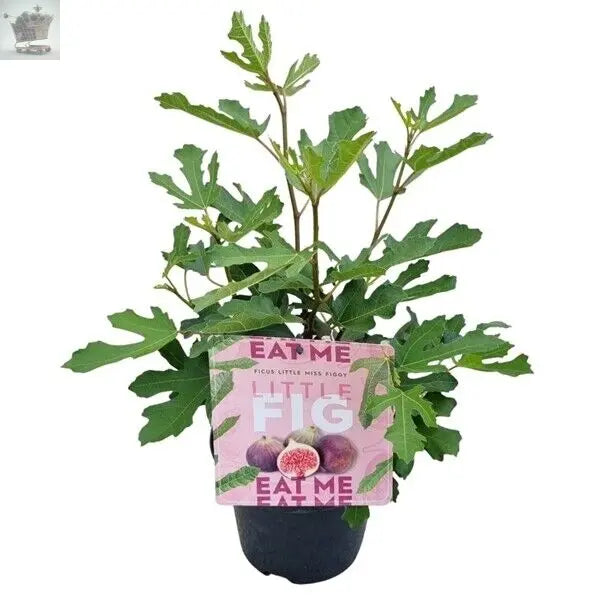 Ficus Little Miss Figgy | Dwarf Outdoor Garden Fig Fruit Patio Plant 2L Pot Royalcart