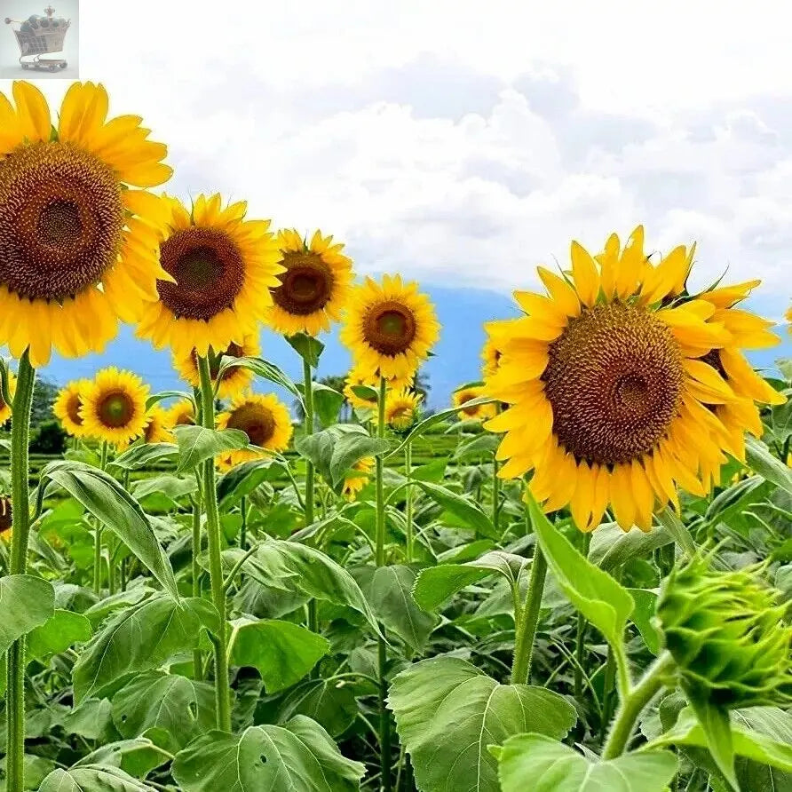 Giant Sunflower Single Yellow Easy Grow 20 - 7500 seeds - Royalcart