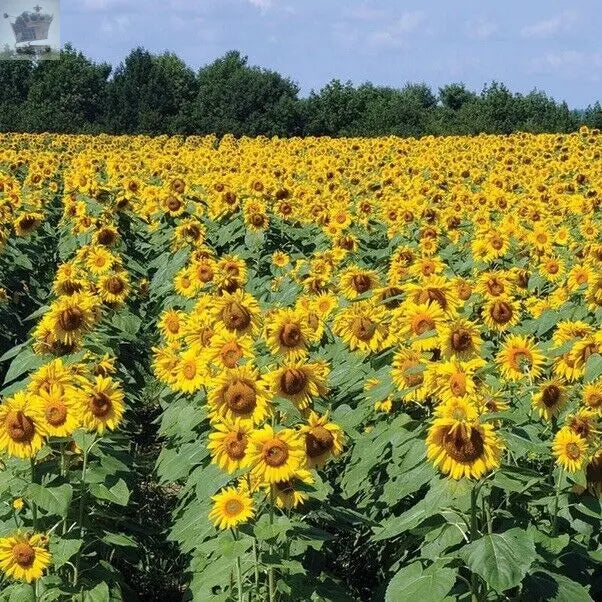 Giant Sunflower Single Yellow Easy Grow 20 - 7500 seeds - Royalcart