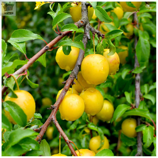 Golden Gage 'Oullins' Plum Tree 4-5ft.Self-Fertile with Sweet Honey Flavour in a 6L Pot Royalcart