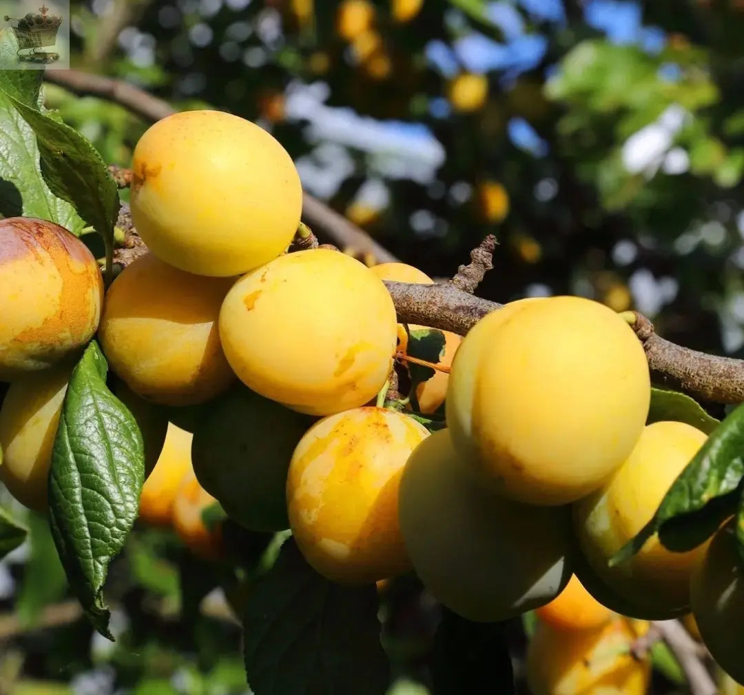 Golden Gage 'Oullins' Plum Tree 4-5ft.Self-Fertile with Sweet Honey Flavour in a 6L Pot Royalcart