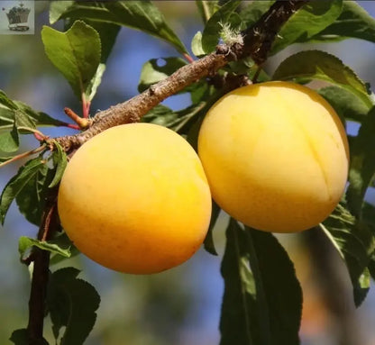 Golden Gage 'Oullins' Plum Tree 4-5ft.Self-Fertile with Sweet Honey Flavour in a 6L Pot Royalcart