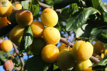 Golden Gage 'Oullins' Plum Tree 4-5ft.Self-Fertile with Sweet Honey Flavour in a 6L Pot Royalcart