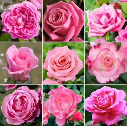 Gorgeous Potted Rose | Various Colours | Colourful Outdoor Potted Garden Plants Royalcart