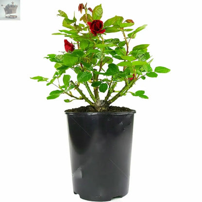 Gorgeous Potted Rose | Various Colours | Colourful Outdoor Potted Garden Plants Royalcart