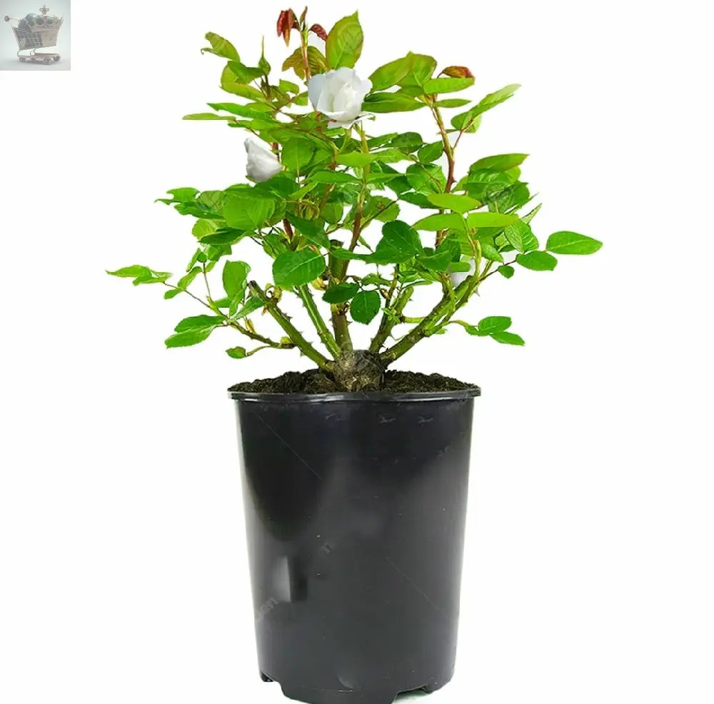 Gorgeous Potted Rose | Various Colours | Colourful Outdoor Potted Garden Plants Royalcart