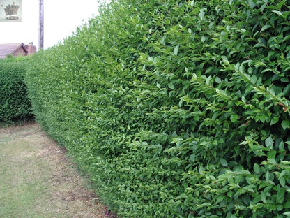 Green Privet garden hedge plants ligustrum evergreen hedging bare root 5ft+ - Royalcart