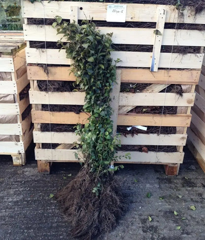 Green Privet garden hedge plants ligustrum evergreen hedging bare root 5ft+ - Royalcart