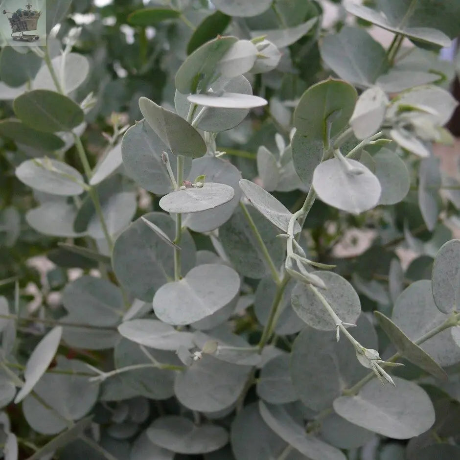 Hardy Eucalyptus Cider Gum, Eucalyptus gunnii, Plug Plant. Royalcart