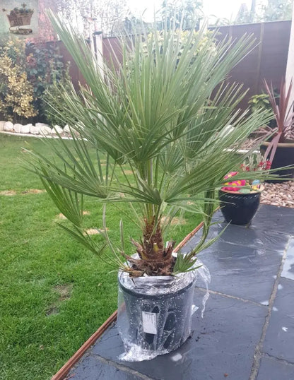 Hardy Fan Palm Chamaerops humilis 60-80cm Tall Bushy Royalcart