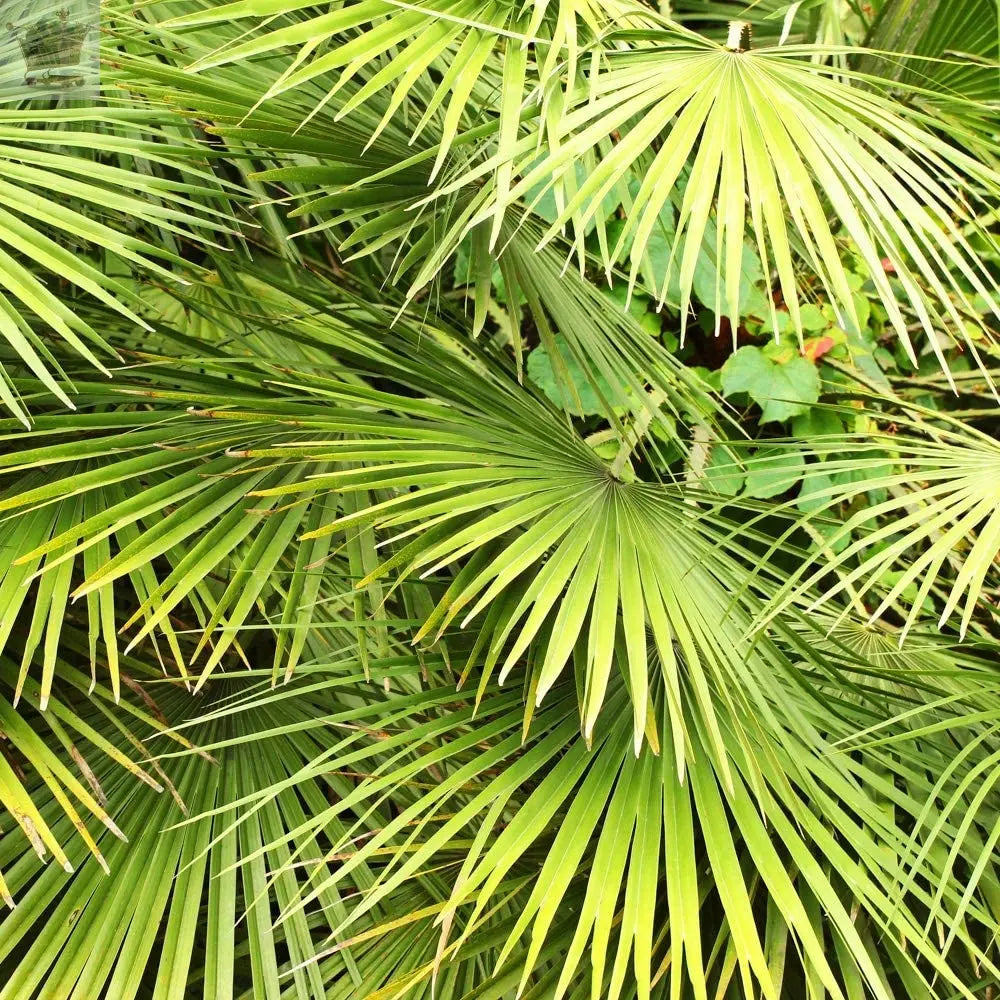 Hardy Fan Palm Chamaerops humilis 60-80cm Tall Bushy Royalcart