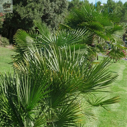 Hardy Fan Palm Chamaerops humilis 60-80cm Tall Bushy Royalcart