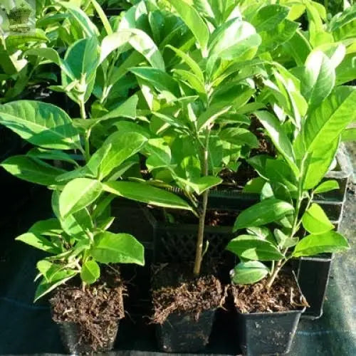 Healthy Cherry Laurel Hedging 35-50cm Tall Potted Plants Gearcourt