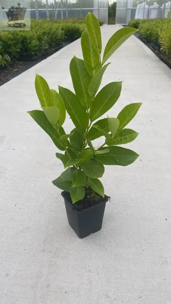 Healthy Cherry Laurel Hedging 35-50cm Tall Potted Plants Gearcourt