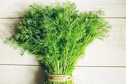 Herb Plants - Dill - 3 x Full Plants in 9cm Pots Royalcart