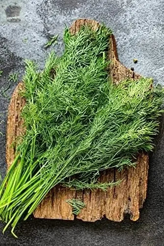 Herb Plants - Dill - 3 x Full Plants in 9cm Pots Royalcart