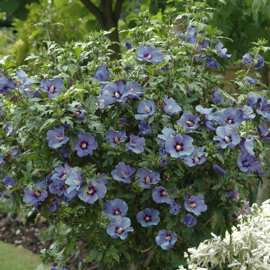 Hibiscus Marina plant in 3L pot Royalcart