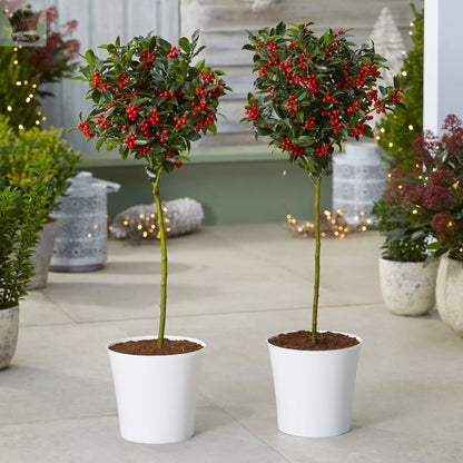 Holly Tree Standards with Real Berries Royalcart