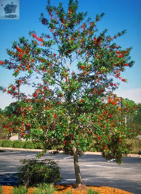 Holly Tree Standards with Real Berries Royalcart