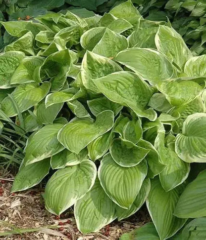 Hosta Frozen Margarita Perennial Plant in a 17cm pot Royalcart