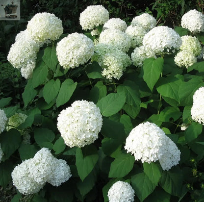 Hydrangea Arborescens Annabelle | Summer Flowering Shrub | 20-30cm Royalcart