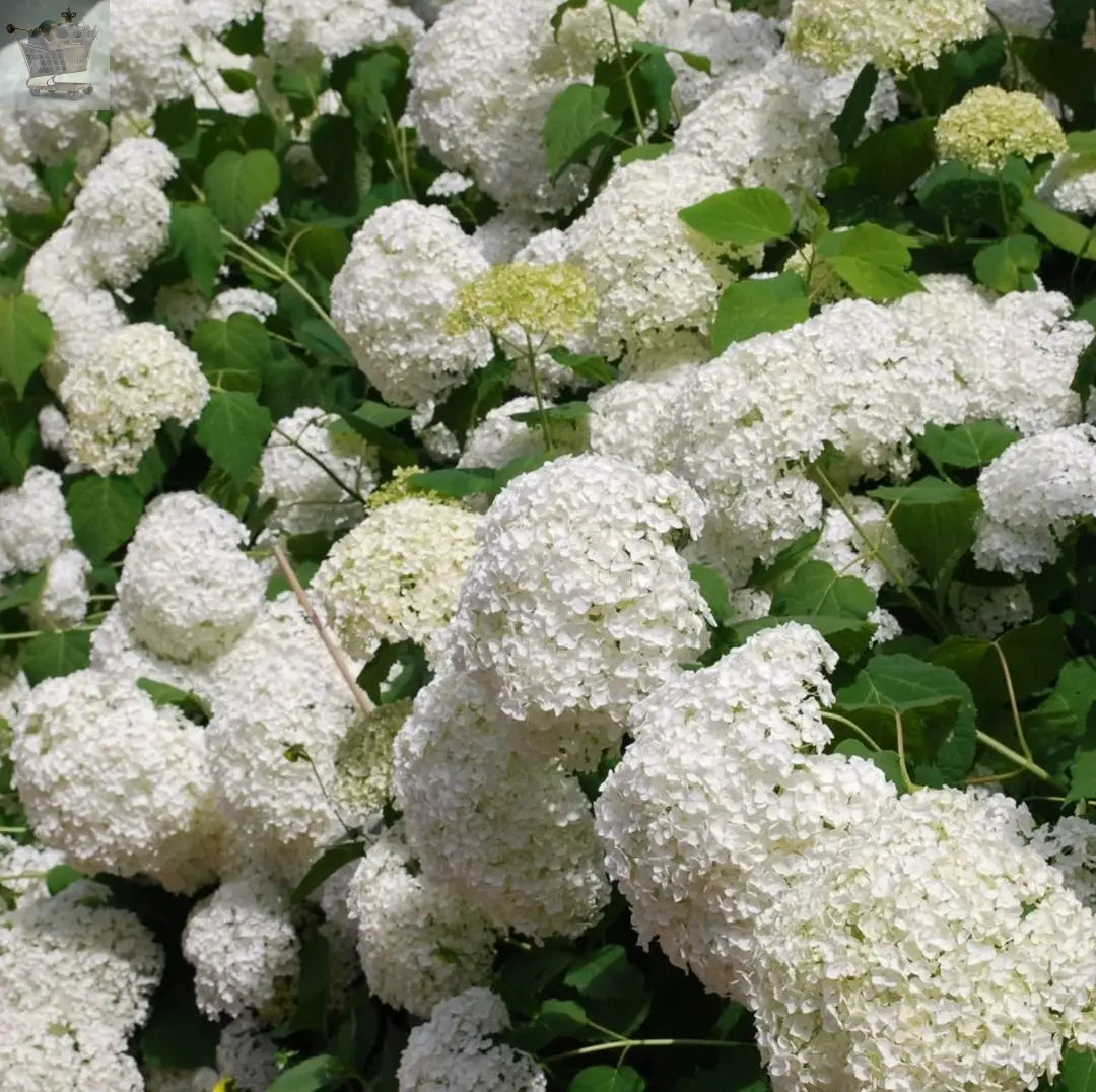 Hydrangea Arborescens Annabelle | Summer Flowering Shrub | 20-30cm Royalcart