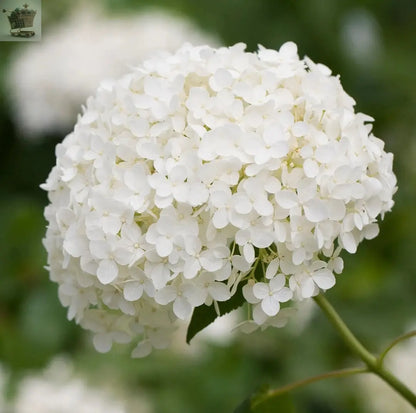 Hydrangea Arborescens Annabelle | Summer Flowering Shrub | 20-30cm Royalcart