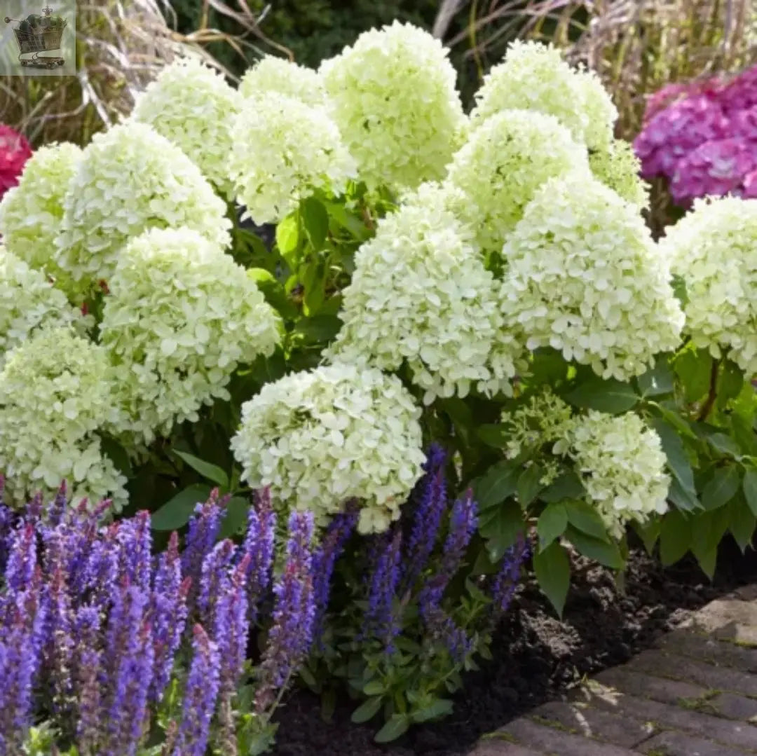 Hydrangea Little Spooky Dwarf Perennial Outdoor Garden Ready Shrub in Plant Pot - Royalcart